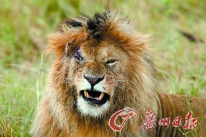 <em>雌雄</em>狮群<em>打</em><em>群架</em>一雄狮变独眼狮_新浪新闻