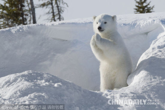 国际北极熊日:看看冰雪世界最呆萌的可爱生灵[1]- 中国日报网