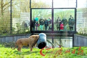 倒霉狮子抢食 脑袋被卡桶中