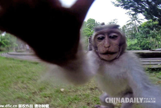 巴厘岛猴子抢游客相机 阴差阳错成就自拍[1]