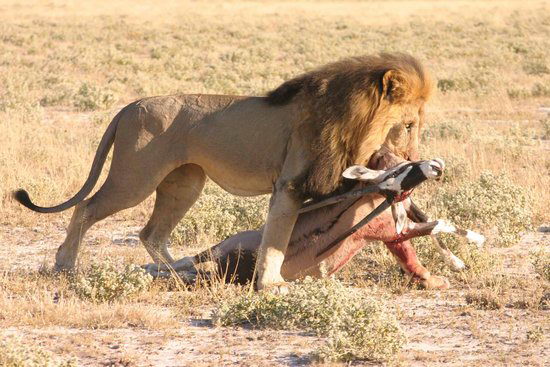 组图：业余摄影师拍到狮豹争食画面