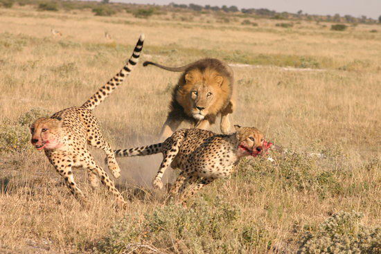 组图：业余摄影师拍到狮豹争食画面