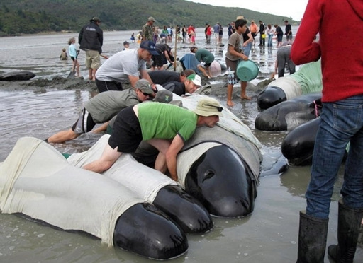 新西兰海滩约120头巨头鲸集体搁浅死亡(组图)