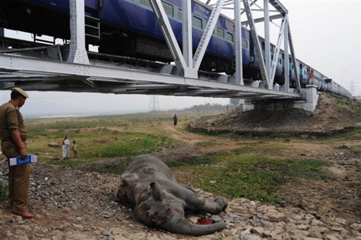 组图:印度野生亚洲象与火车碰撞死亡