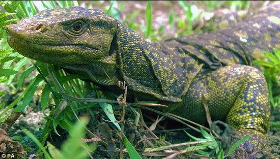 科学家在菲律宾发现长达2米巨型蜥蜴(组图)