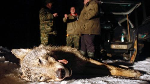 猎人打死的野狼.