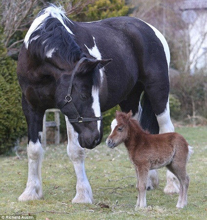 英国降生袖珍马 出生时身高仅50厘米(图)|小马