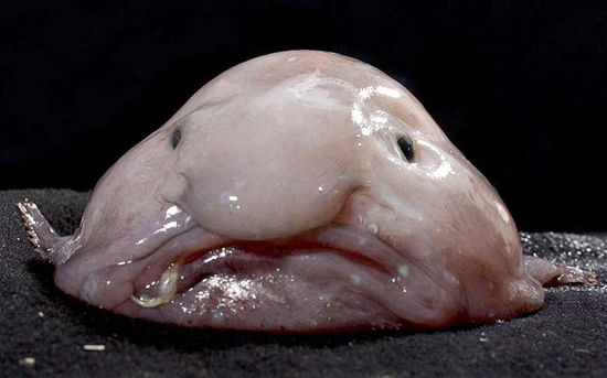 “闷闷不乐”的水滴鱼登上“世界最丑动物”榜首
