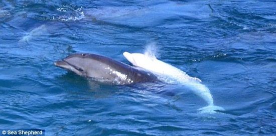 有报道说，一头罕见的白化小海豚和母海豚被拆散后，母海豚未浮出海面换气，可能因伤心过度而自杀。