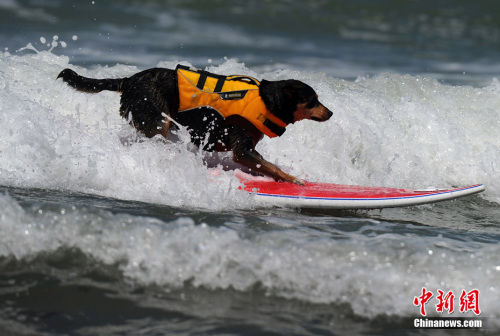 动物们冲浪展示蓝色激情 像人类般征服海洋(图