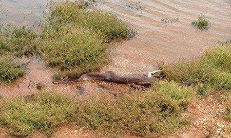 "蛇鳄大战"生死惊魂 3米巨蛇吞下鳄鱼(组图)