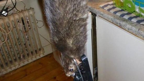 瑞典家庭在家中捕到长达1米巨鼠(图)|巨鼠|老鼠