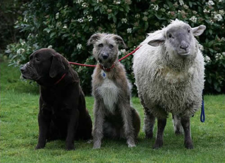 sheep-dog