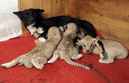Dog-lion-cubs