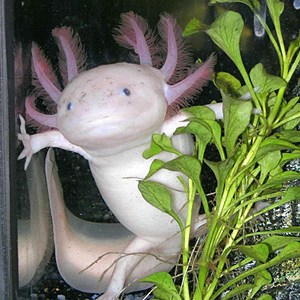 axolotl 