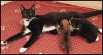 a cat nursing a puppy and a kitten