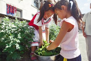 开学第一天 小学生上采摘课(组图)