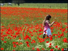 A field of poppies