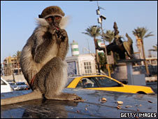 monkey eating peanuts