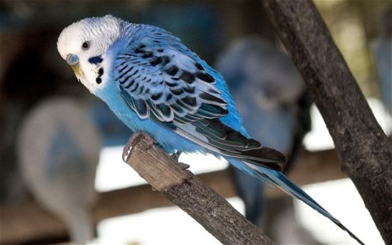 a lost budgie was taken home after it recited its entire address
