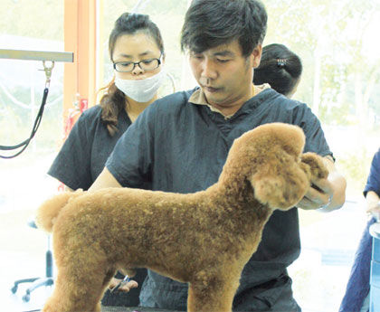 大马华裔宠物美容师:养狗走上全新职业路