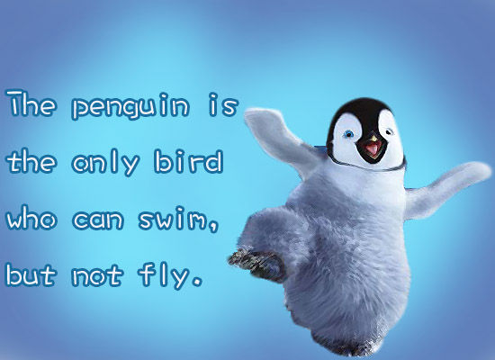 疯狂的真相:企鹅是会游泳的鸟(图)
