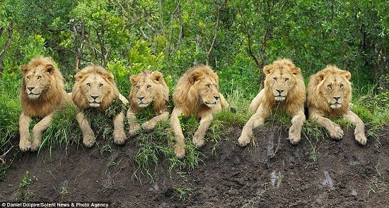 6ֻ�������ʨ���Ŷӡ����ࡣ