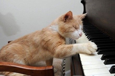 英国盲猫爱弹钢琴 用音乐的力量感知世界