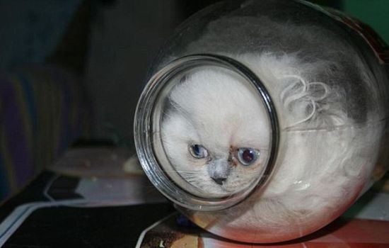 双语:从玻璃瓶中逃生的小猫咪(图)