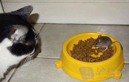老鼠怕猫是谣传:鼠抢猫粮喵星人默默围观