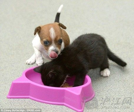 <em>姐妹情深</em>:喵星人与汪星人的美好生活(图)_最新