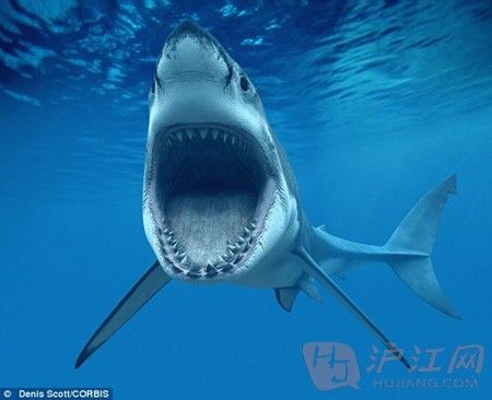 鱼腹求生:渔夫钻进鲨鱼体内拍恶搞照(双语)