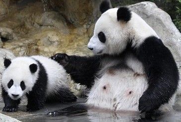 双语:中国大熊猫真人秀受民众追捧