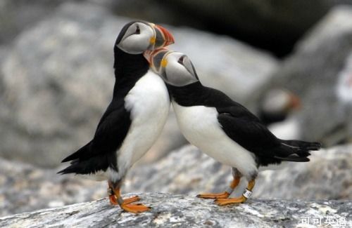 1. They mate for life: Puffins have lifespans averaging 20 years, and unless a partner should die, they return to the same mate year after year. һİ£֪ܻ20ңÿֻ͹̶İ½䣬긴һ꣬Ϊһ񣬳һȥ