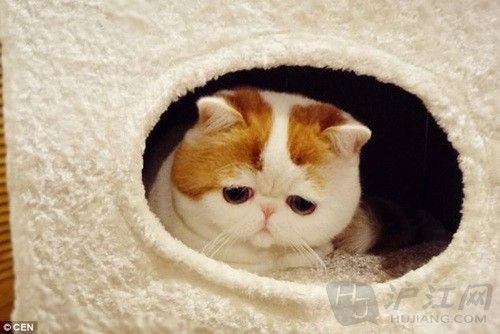 网络最红的猫咪:萌猫红小胖组图秀(双语)