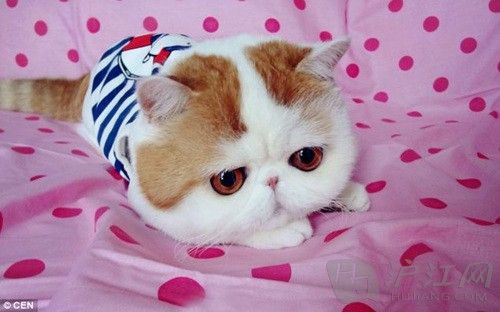 网络最红的猫咪:萌猫红小胖组图秀(双语)