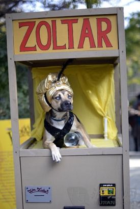 13. A dog dressed as a Zoltar fortune telling machine. һֻװ̹