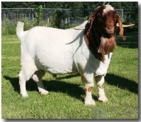 4. There have been studies that show that goats, like us, have accents. оɽһСԡ