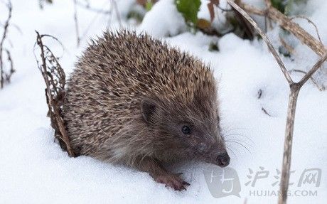 A hedgehog starts to pad across a blanket of snow. һֻѩߡ