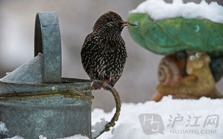 This starling is sitting on a frozen watering can. ֻ˸վڽˮϡ