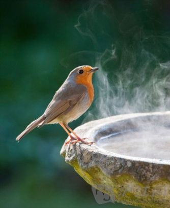 A birdbath is the perfect resting place for this robin on an icy winter's morning. 裨Ϸˮˮأֻ֪䶬糿ľϢ
