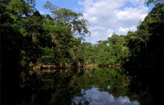 Amazon Rainforest, South America