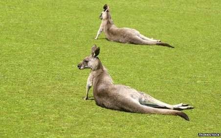 Kangaroos loose in the top paddock