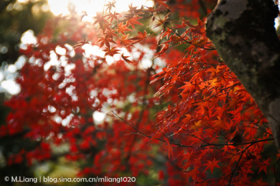 京都之美：来自秋与红叶的深情