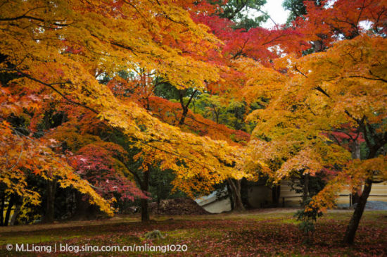京都之美：来自秋与红叶的深情