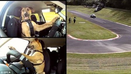 新西兰小狗学开车 8周掌握驾驶技能(图)