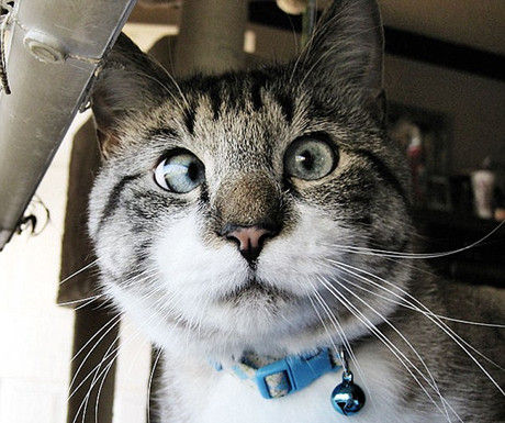 Cross-eyed cat