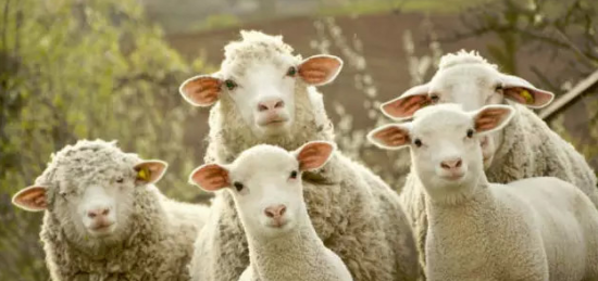 中国羊年究竟用哪种羊:奇葩物种Xi Sheep
