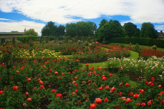Sir Thomas and Lady Dixon Park, South Belfast, Northern Ireland ϱ˹ص˹ʿ͵ҿѷ˹԰ Tip: The Sir Thomas and Lady Dixon Park is famous for its rose garden, which contains over 40,000 roses in the summer. To start your own rose garden, look for a spot with direct sunlight and moist soil. And avoid over-pruning new plants. ʿ˹ʿ͵ҿѷ˹԰õ廨԰ƣļ԰ֲ4õ塣Լõ廨԰ҪֱʪⲻҪѡ޼ֲꡣ