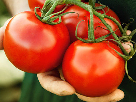 千古争论:番茄到底是水果还是蔬菜(双语)
